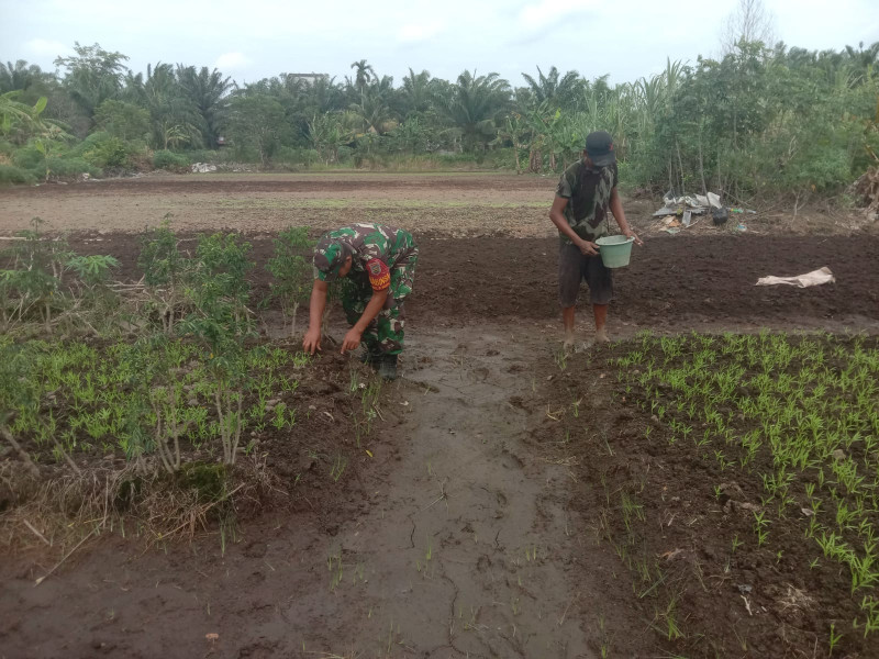 Petani Bayam Senang Dapatkan Edukasi Dari Babinsa