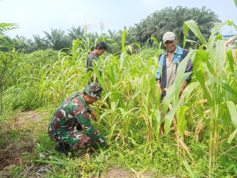 Sertu Boby Rahman Laksanakan Pendampingan Karya Nyata di Kebun Jagung