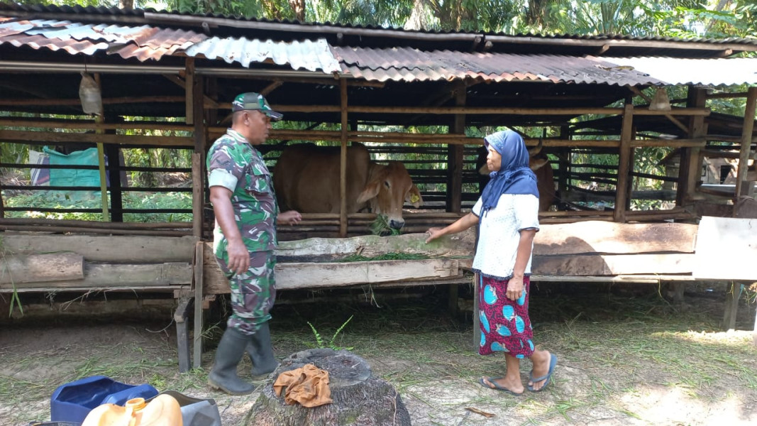 Sertu Roni Sandra Melaksanakan Pemeriksaaan Hewan Ternak