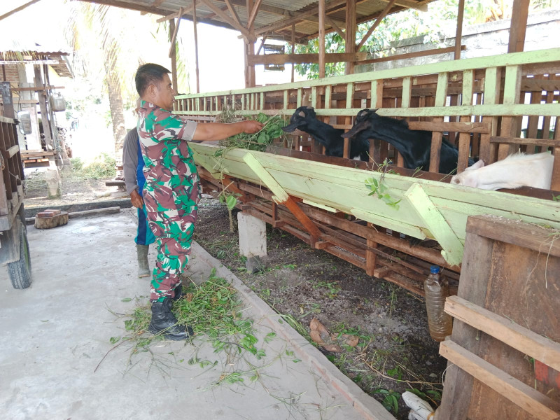 Sertu Mahyudin Jelaskan Bahaya PMK