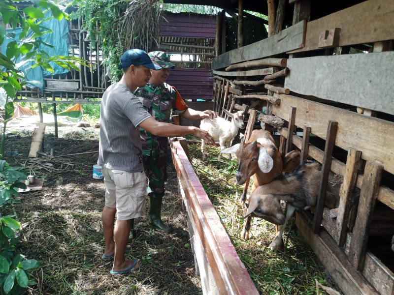 Serda Ahmad Junaidi Berikan Penyuluhan Kepada Peternak