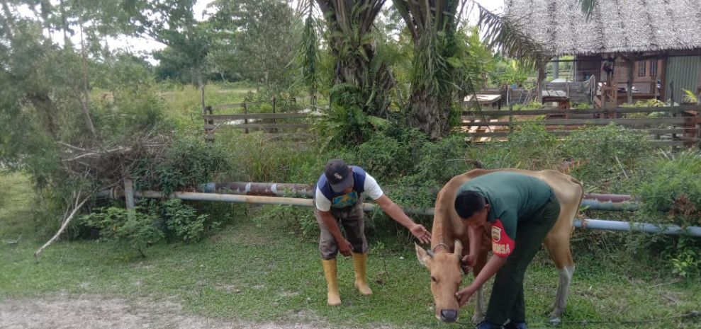 Giat Pratu Rahmad TW Mencegah PMK