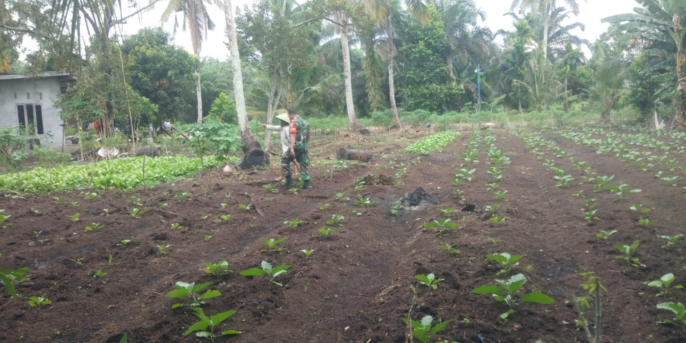 Babinsa Koramil 01/Dumai Bantu Petani Tanam Terong di Kelurahan Sukajadi