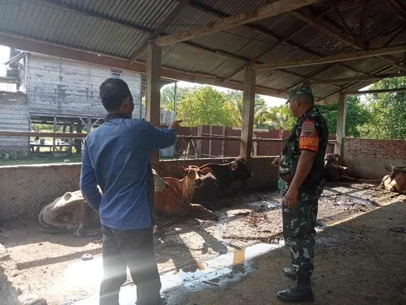 Serka Fahrizal Purba Dampingi Peternak Guna Cegah PMK