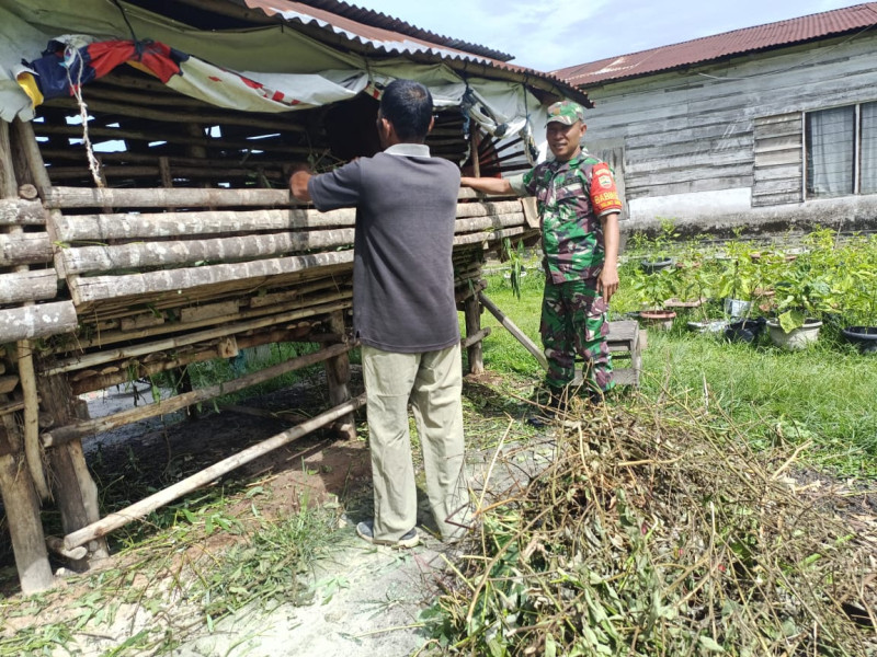 Pemantauan Terhadap Hewan Ternak Dilaksanakan Oleh Serda M Andi Darmawan