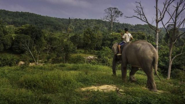 Penyebab Kematian Gajah 'Bunta' Diduga Keracunan Buah Kuweni