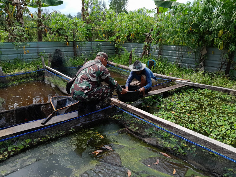 Sosialisasi dan Pendampingan Budidaya Ikan Nila Dilaksanakan Oleh Serma Fahrizal Purba