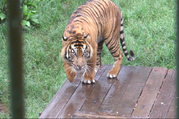 Harimau Masuk ke Lokasi Pengeboran Minyak di Minas, Riau