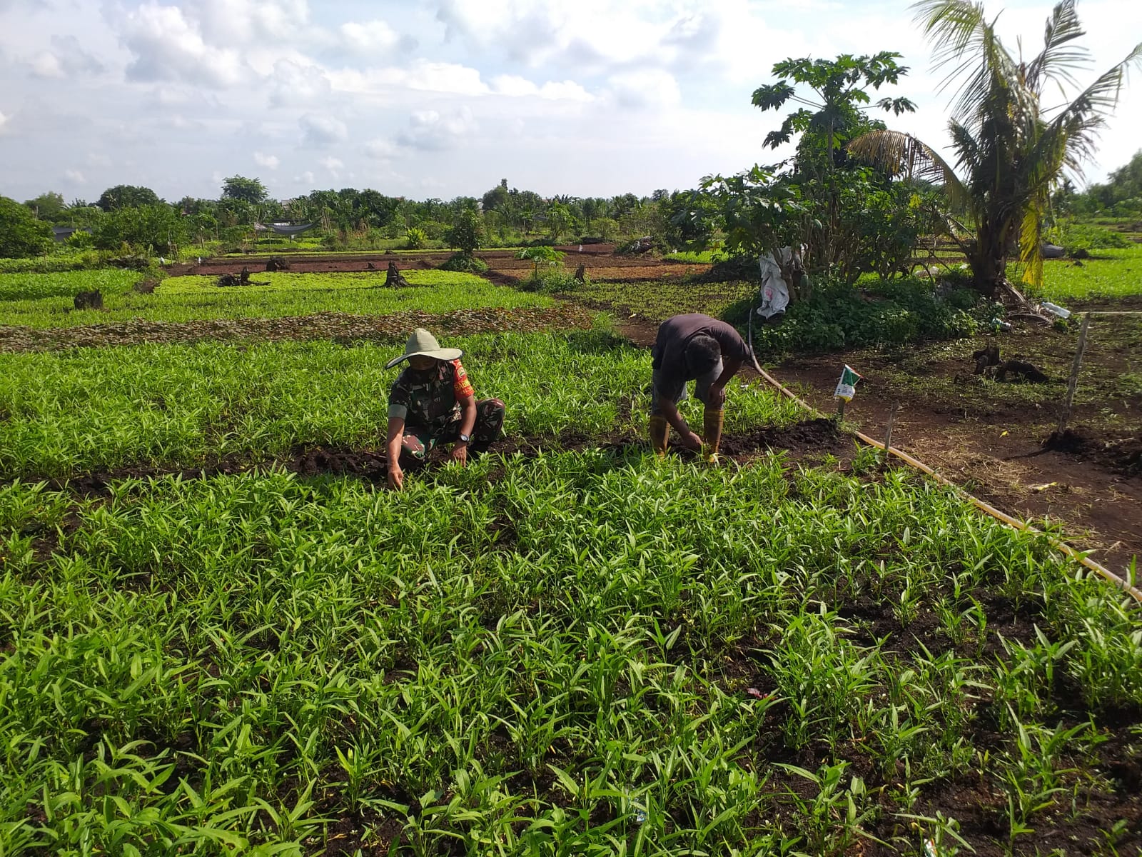 Sertu Sugianto Dampingi Petani Kangkung