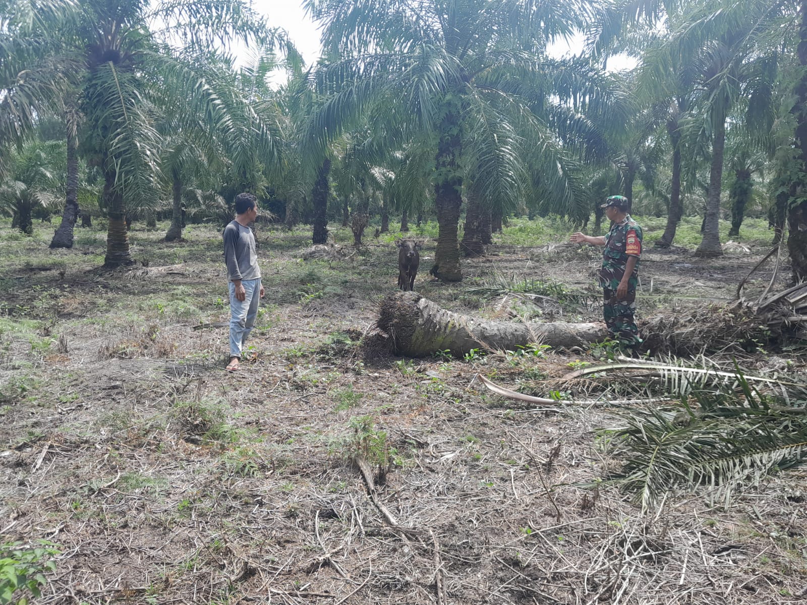 Sertu M Aslim Lubis Berikan Pengarahan Mengenai Bahaya PMK