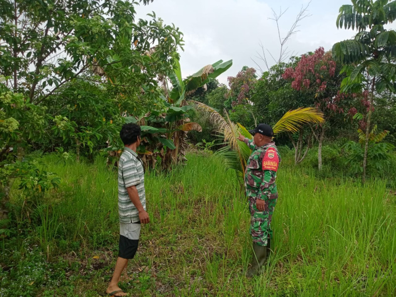 Babinsa Bagan Besar Laksanakan Patroli Karlahut dan Bantu Petani Cabe Rawit