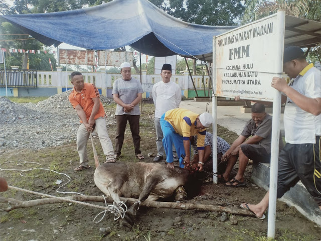Camat Panai Hulu Bagikan Sebanyak 25 KG Daging Qurban di Setiap Desa