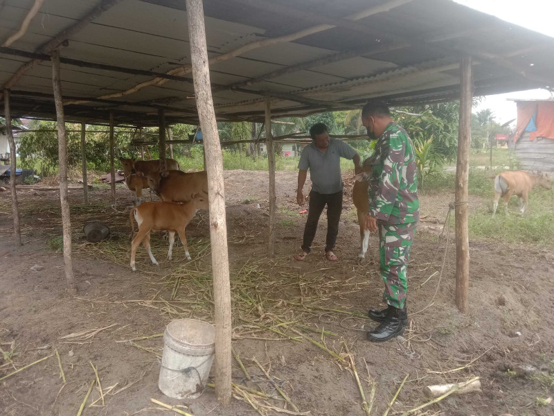 Sertu Sutiono Pantau Kesehatan Hewan Ternak