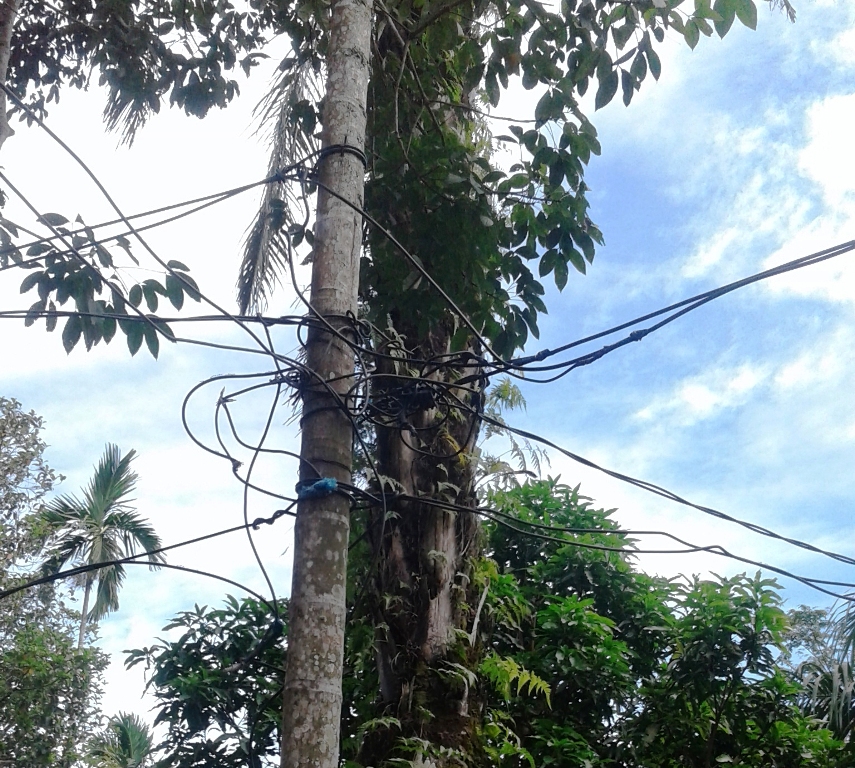 Kabel Listrik PLN Semrawut, Dipasang di Tiang Kayu di Rohul