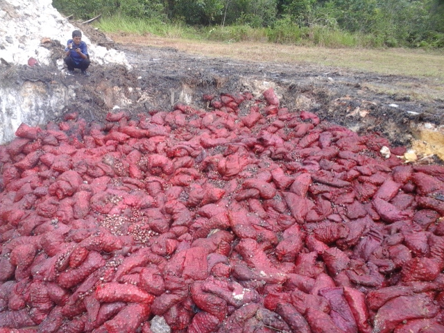 Wow...!!! Ribuan Ton Bawang Merah Ilegal Masuk ke Kota Dumai, Diduga Oknum Aparat Bermain