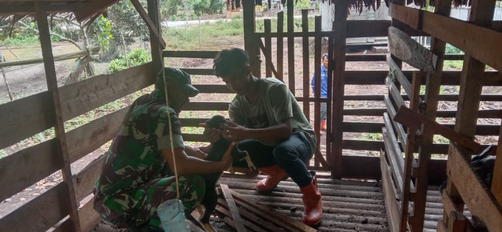 Serda Edi Turun Langsung Pantau Kesehatan Hewan Ternak