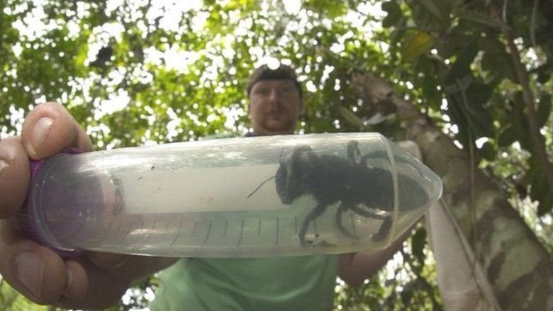 Dikira Punah, Lebah Terbesar di Dunia Ditemukan Kembali di Maluku