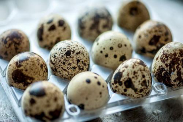 10 Khasiat Konsumsi Telur Puyuh untuk Tubuh, Awas Jangan Kebanyakan Ya