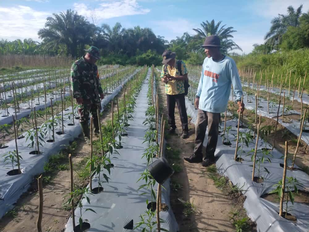 Tingkatkan Nilai Ekonomis, Babinsa dan PPL Beri Pembekalan