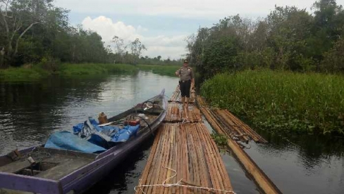 Razia Besar-besaran Polisi di Hutan Suaka Margasatwa Kerumutan, 60 Kubik Kayu Ditemukan di Sungai