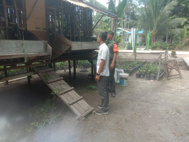 Giat Aktif Dari Sertu Afnal Dalam Mencegah PMK