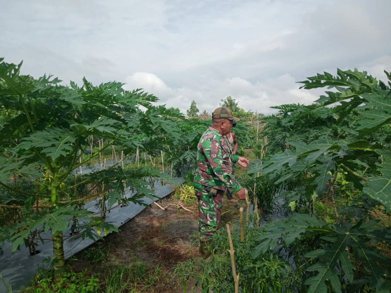 Babinsa Bagan Besar Dampingi Petani dalam Pemupukan Tanaman Pepaya