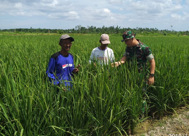 Sertu Khoiryanto Laksanakan Pendamping Petani di Tanjung Penyebal