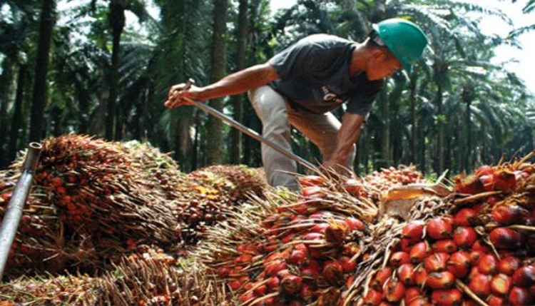 Harga Sawit Di Riau Merangkak Naik