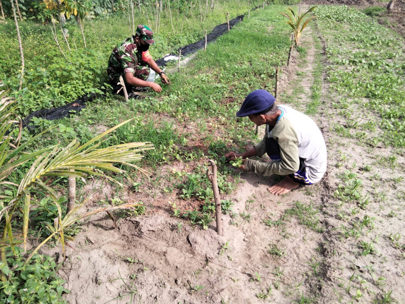 Petani Sayur Sawi Dapatkan Edukasi Dari Sertu Sugianto