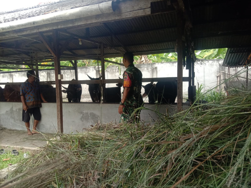 Serda Priyo Sudarmo Ingatkan Peternak Bagan Keladi tentang Pentingnya Kebersihan Kandang