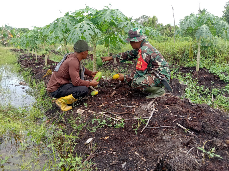 Pastikan Keefisiensi Penanaman Pepaya, Serka Suandi Berikan Pendampingan