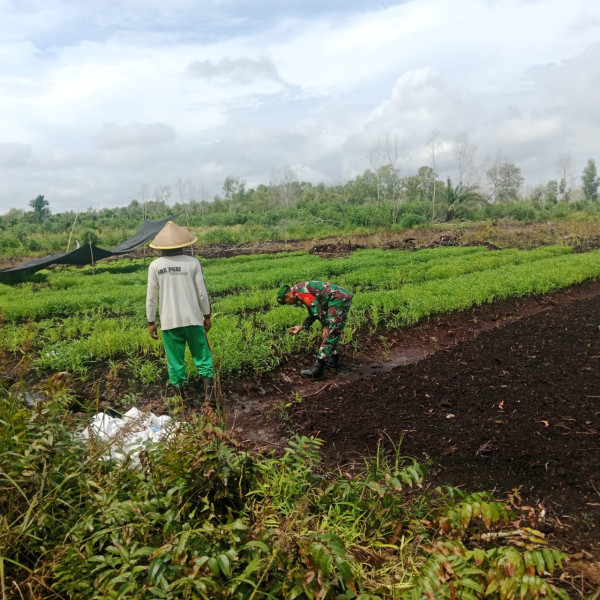 Babinsa Tanjung Palas Dampingi Budidaya Kangkung Warga RT 4