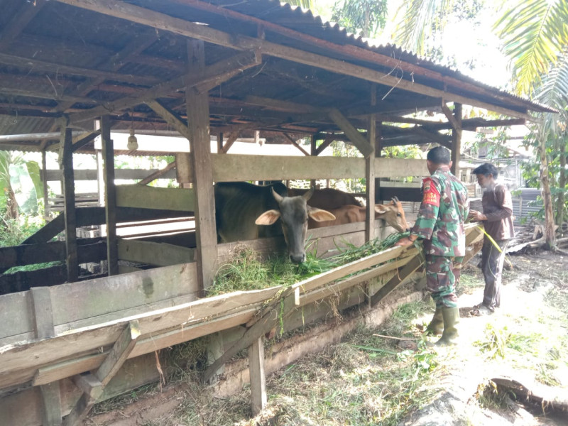 Sertu Jainal Terus Ingatkan Peternak Mengenai PMK