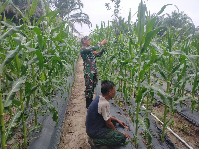 Babinsa Koramil-01/Dumai Dampingi Petani Jagung di Kelurahan STDI