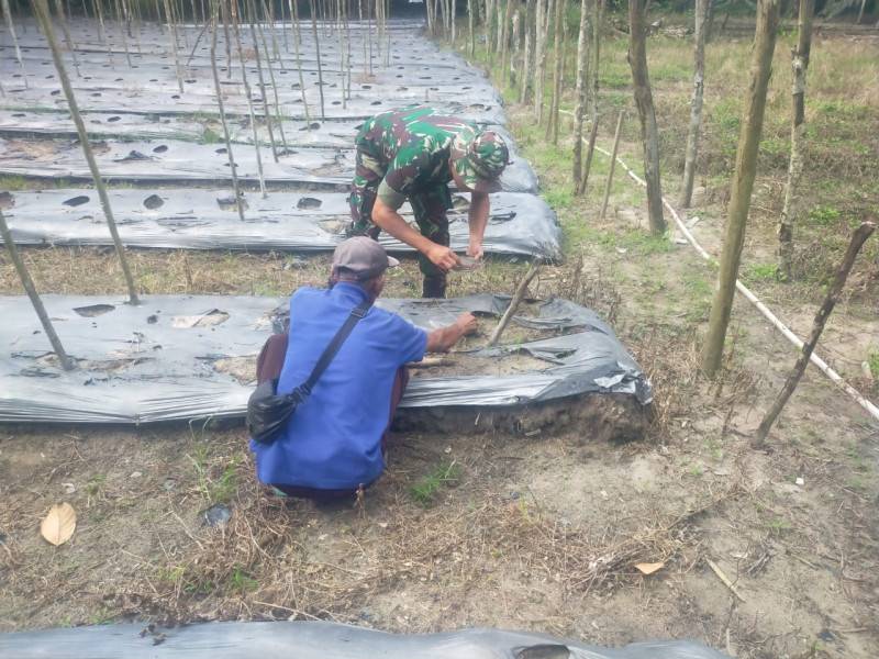 Sertu Arjuna Endar Berikan Edukasi Kepada Petani Kacang Panjang