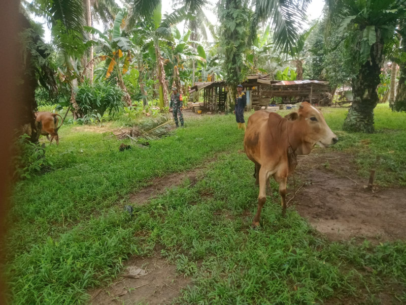 Jaga Kualitas Hewan Ternak, Serma Sukardi Dampingi Peternak