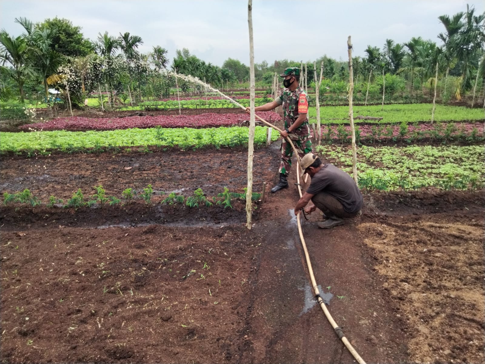Sertu Sugianto Dampingi Petani Bayam di Jalan Sadak