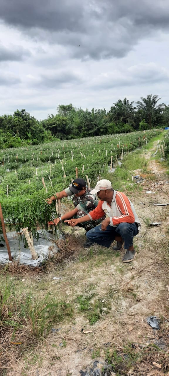 Pelda Hendrianto Berikan Edukasi Kepada Petani Cabe