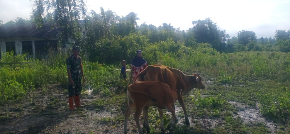 Upaya Babinsa Koramil 06 Merbau Dalam Mencegah PMK