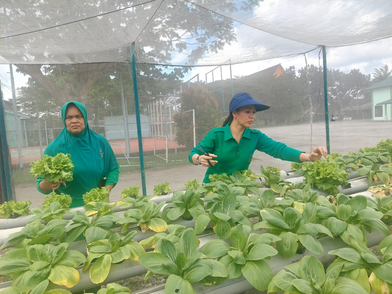 Persit KCK Cabang LXXV Dumai dan Personil Kodim 0320/Dumai Melaksanakan Panen Tanaman Hidroponik