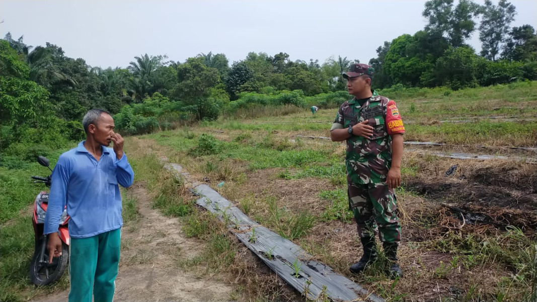 Babinsa Kelurahan Kampung Baru Laksanakan Pendampingan Kepada Petani Jagung