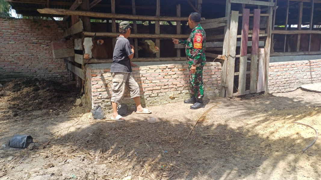 Babinsa Kampung Baru Sosialisasikan Pencegahan PMK kepada Peternak Sapi