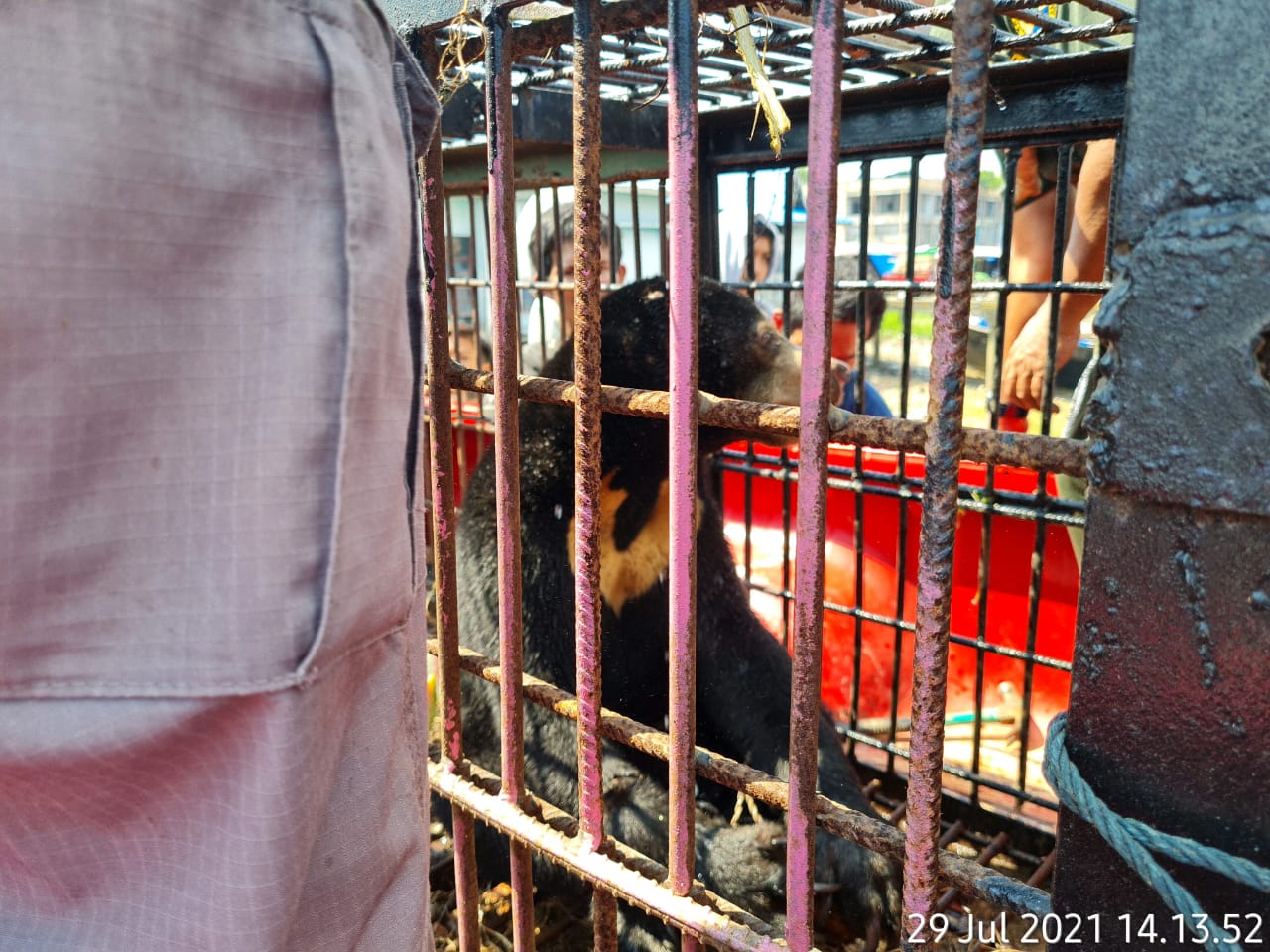 Tiba-tiba Muncul, Beruang Madu Seberat 30 Kg ini Akhirnya Diserahkan ke BKSDA Riau