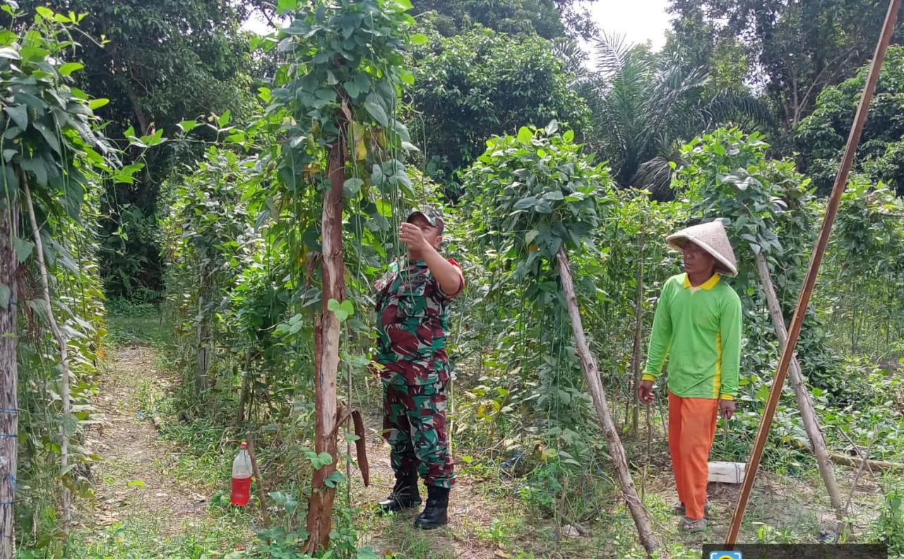 Beri Edukasi Kepada Petani, Sertu Sareh Laksanakan Pendampingan