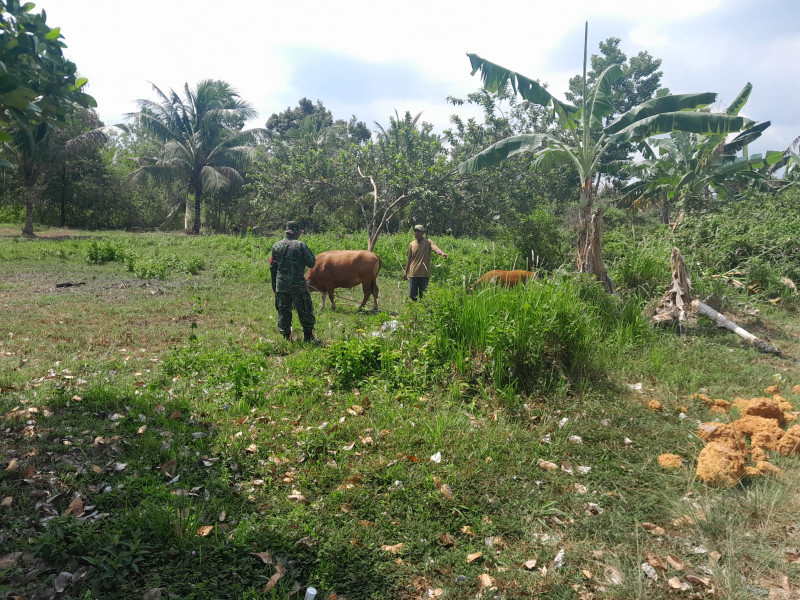 Monitoring Cegah PMK Oleh Serda Cerzakatno