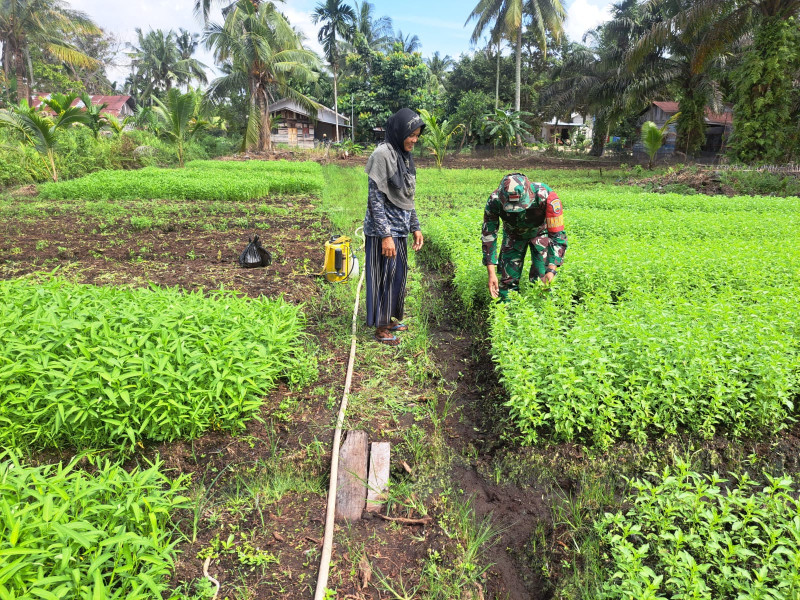 Serda Andri Widodo Laksanakan Pendampingan Tanaman Kangkung