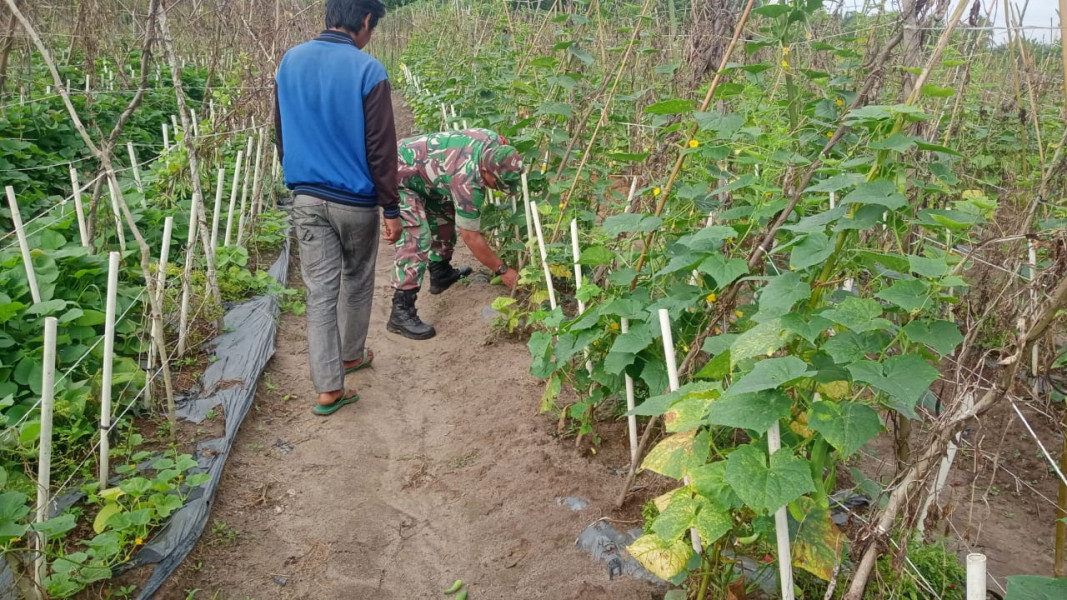 Sertu Sareh Dampingi Petani Mentimun