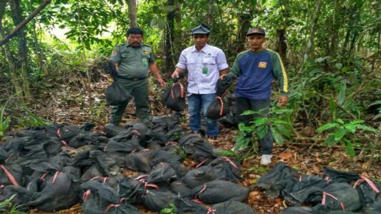 BBKSDA Riau Lepas 89 Ekor Trenggiling