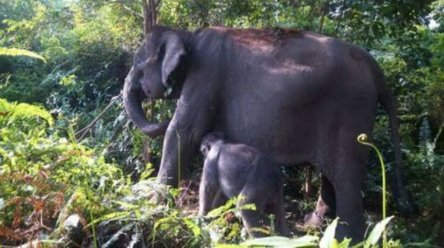 Bayi Gajah yang Terkena Jerat Pemburu Ditinggal Kawanannya