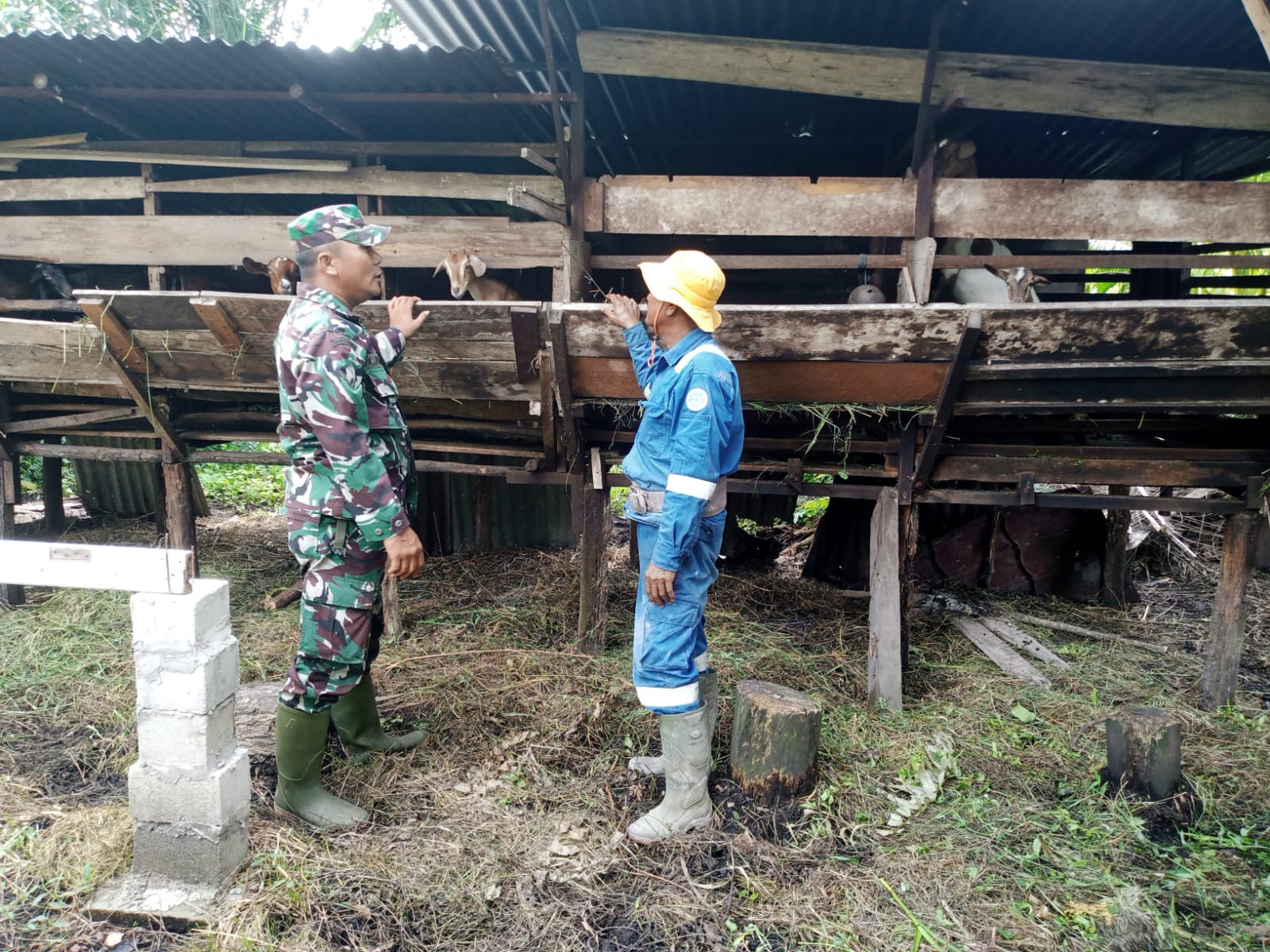 Serda Ahmad Junaidi Sambangi Peternak di Wilayah Binaannya
